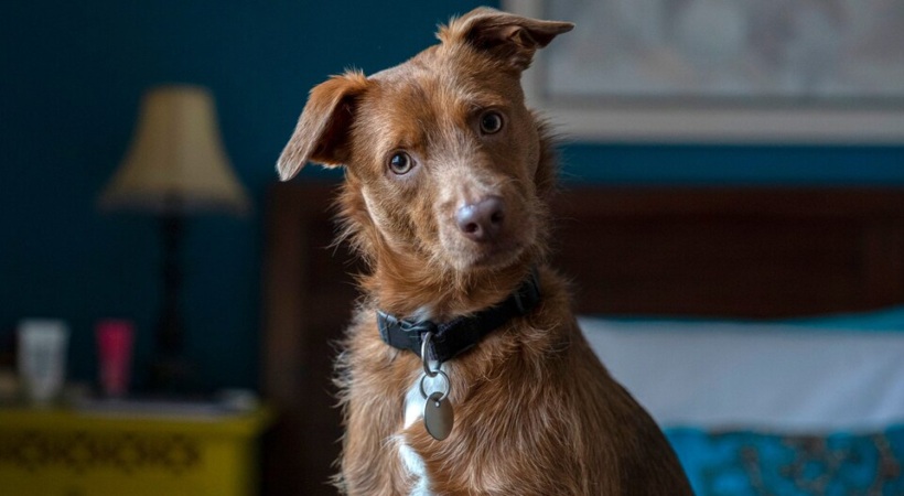 Brucella Canis, Incurable Dog Disease, Spreads To Humans In UK
