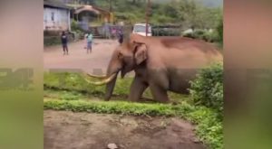 moonnar padayappa elephant attack