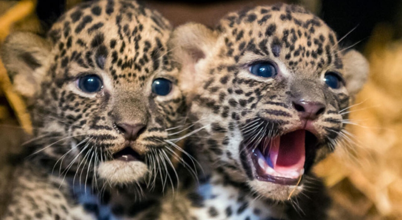 parvo leopard cubs dead