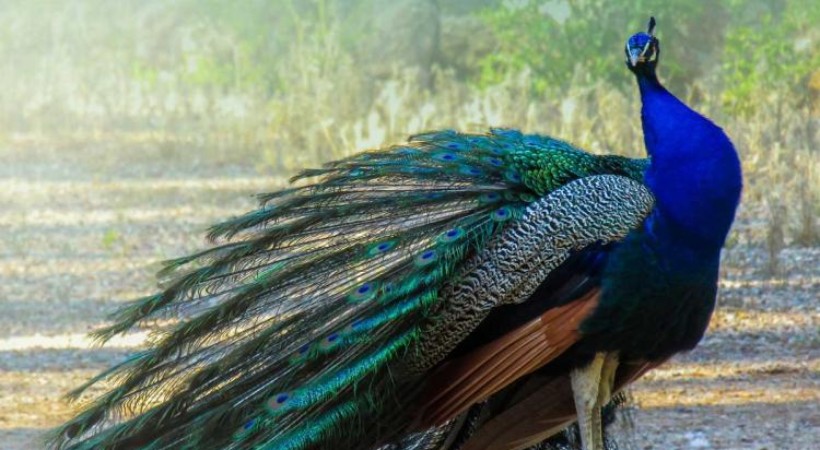 Peafowls rapidly expanding in Kerala what does its mean