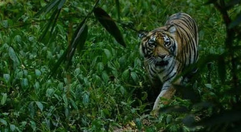 The forest department will catch tiger in Wayanad Panavally