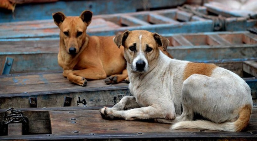 FIR against watchman for unnatural sex with dog