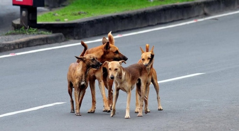 Stray dog attack in Kozhikode
