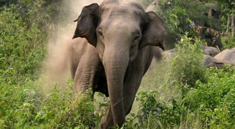 Wild elephant attacks Athirappilly