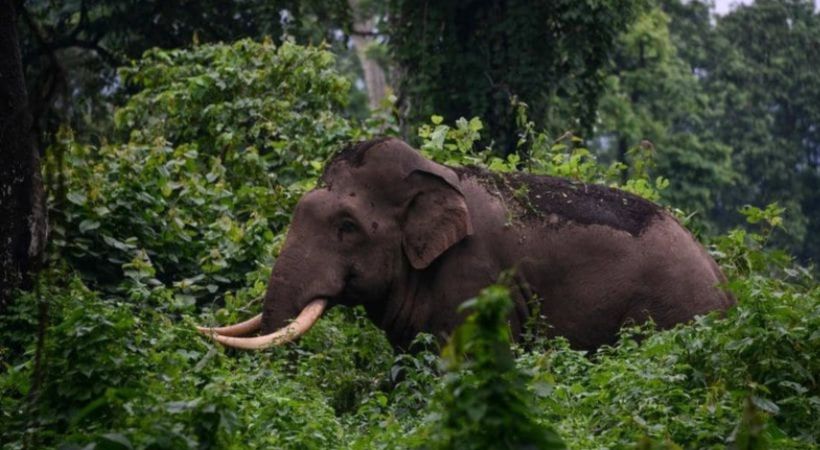 elephent attack in Attapadi
