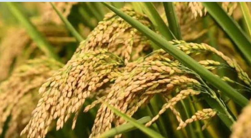Rice procurement handed over to co-operative societies