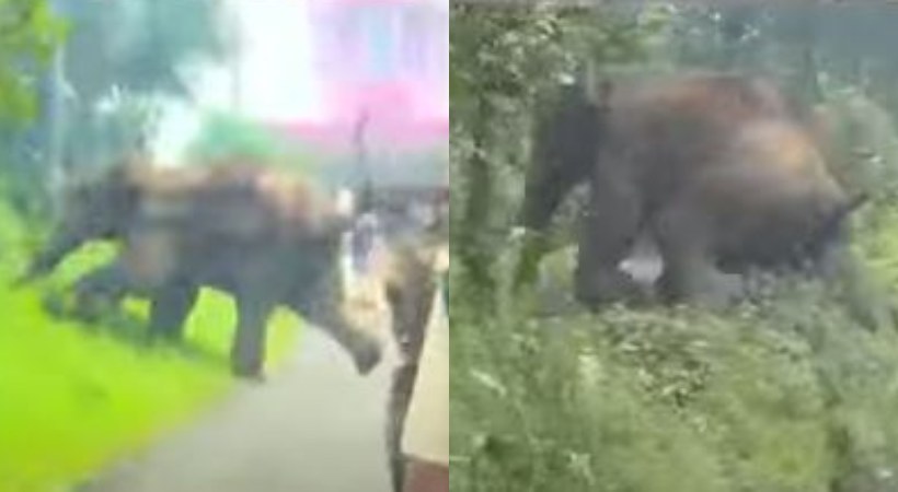 wild elephant at Kannur ulikkal town