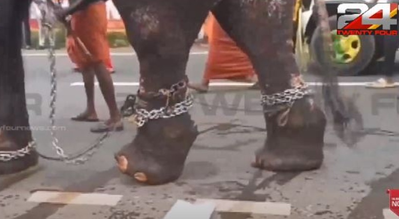 cruelty against elephant parassala