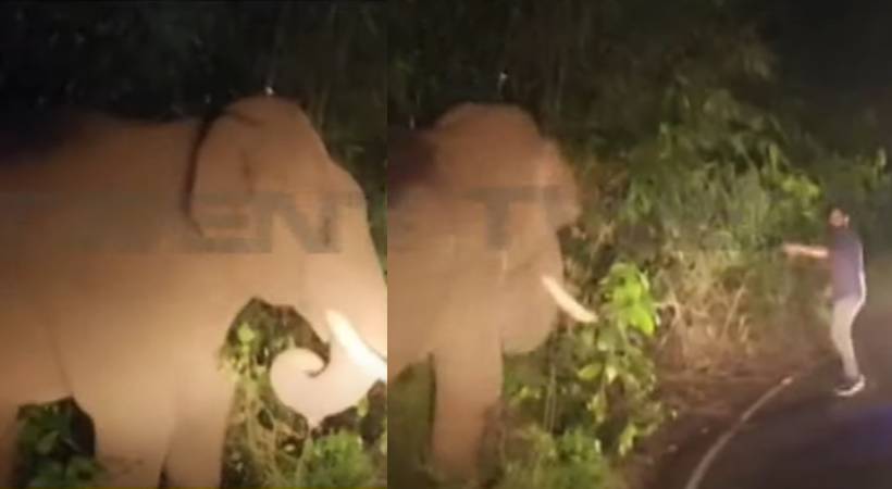 wild elephant kabali