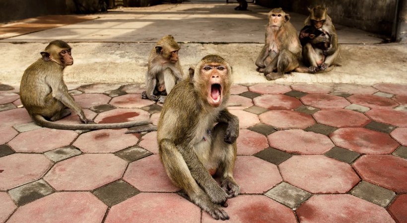 Gujarat Boy Killed In Monkey Attack