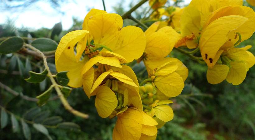Senna cultivated by forest department is a threat to the forests of Wayanad and other states