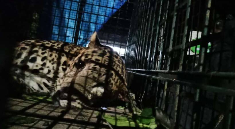 wayanad leopard trapped in coop