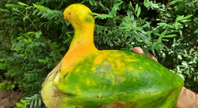 pappaya in the shape of duck