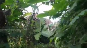 Padayappa is back in the residential area