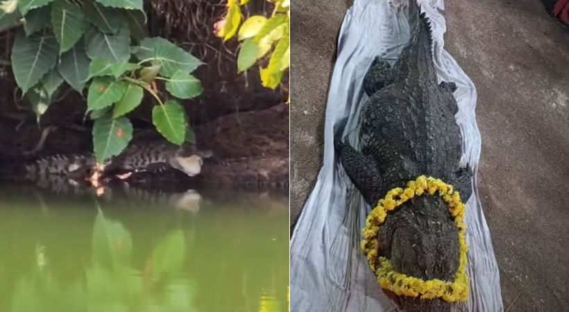 After Babiya another crocodile in Kumbla Ananthapuram temple pond