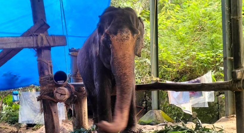 guruvayoor temple elephant tara died