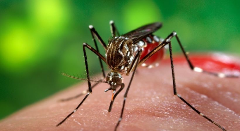 Three-year-old girl died of dengue fever in Kochi
