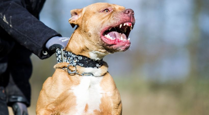 Owner Unleashes Pitbull onto Woman Delhi