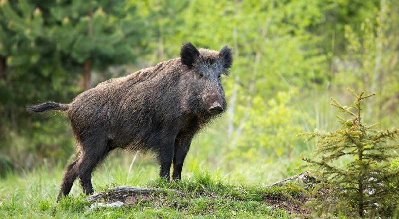 Wild boar attack in Palakkad; 3 children injured