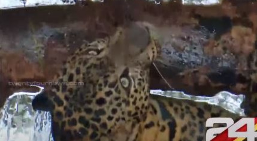 Leopard rescued from Kannur well died
