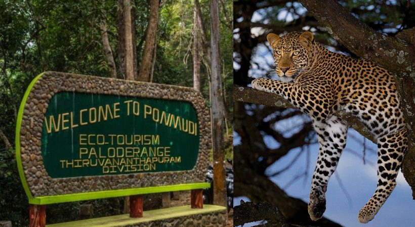 Leopard found in 'Ponmudi'