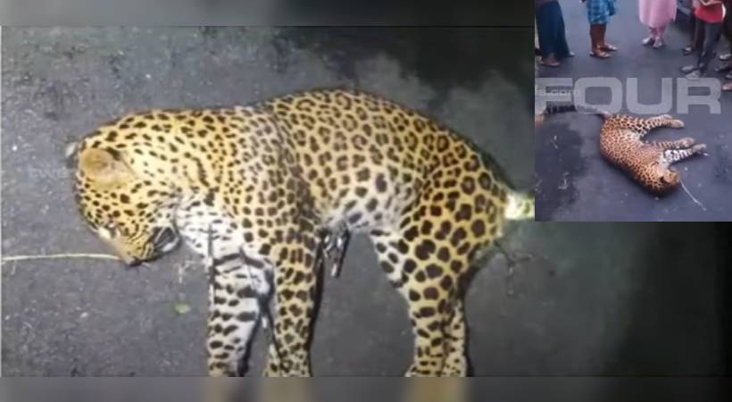 Leopard dead