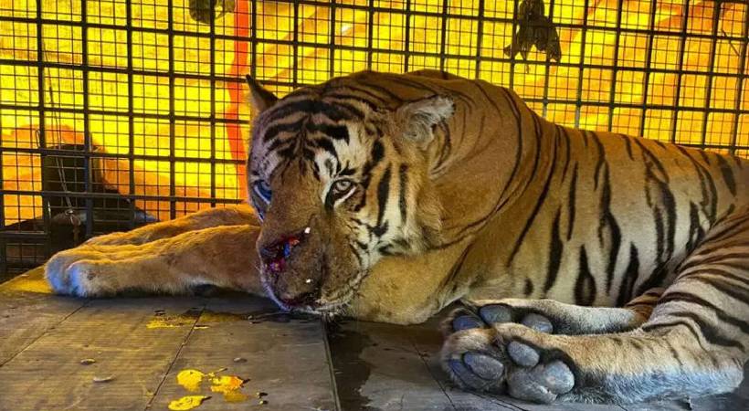 vakeri tiger surgery