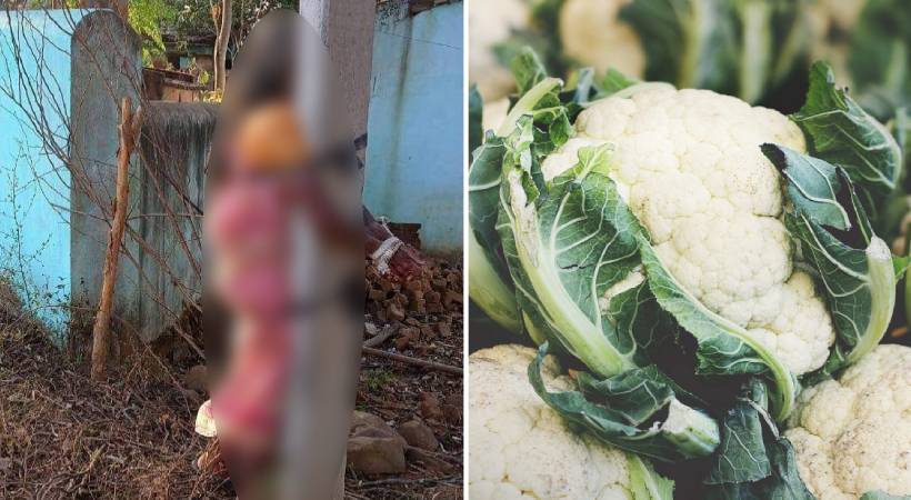 Son beats up old mother by tying her to an electricity post for plucking Cauliflower
