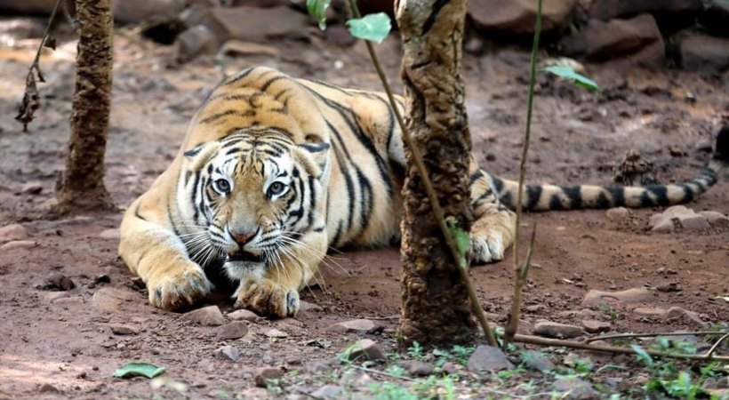 Search continues for man-eating tiger in Vakery