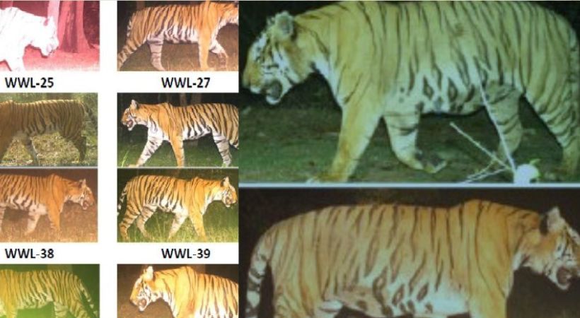Man-eating tiger in Wayanad also killed a cow