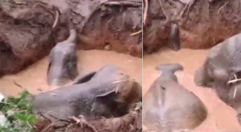 Elephant and cub fell into well at Mamalakandam