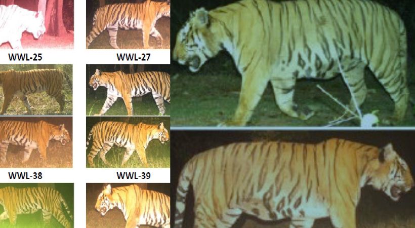 Man-eater tiger identified in Wayanad