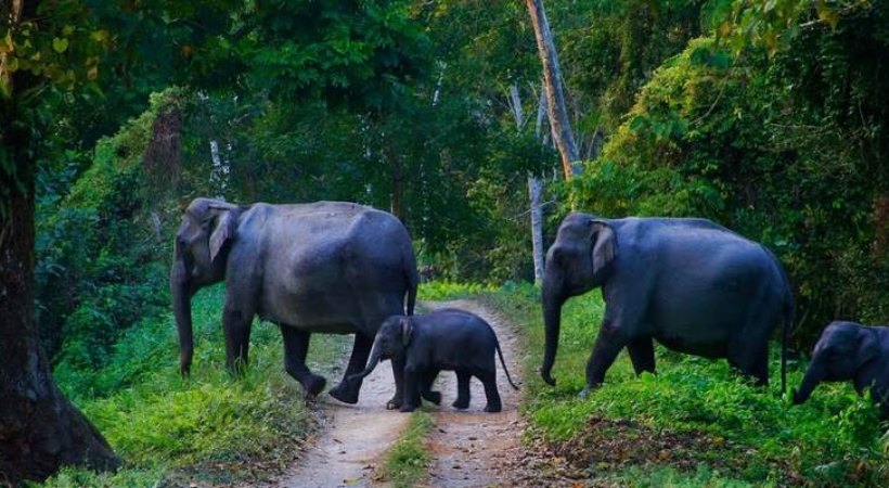 Wild animals should not be exhibited; Strict instruction