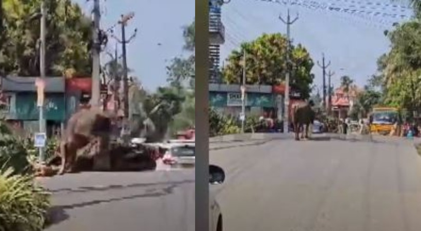 buffalo spread panic in Aluva airport road
