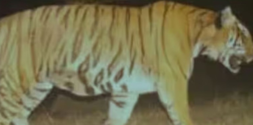 vakeri man-eater tiger shifted to Kuppady
