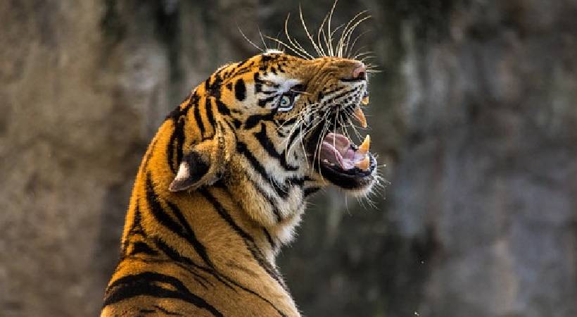 Tiger attack in Wayanad Arivayal and Meenangadi