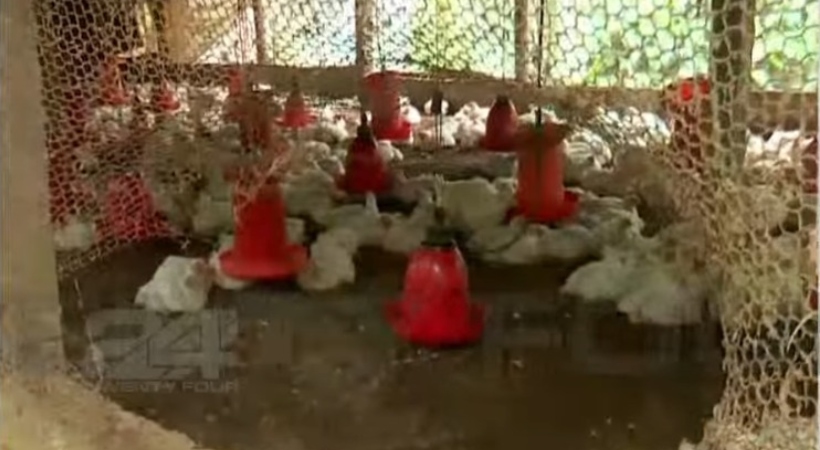 vakeri farm tiger wayanad