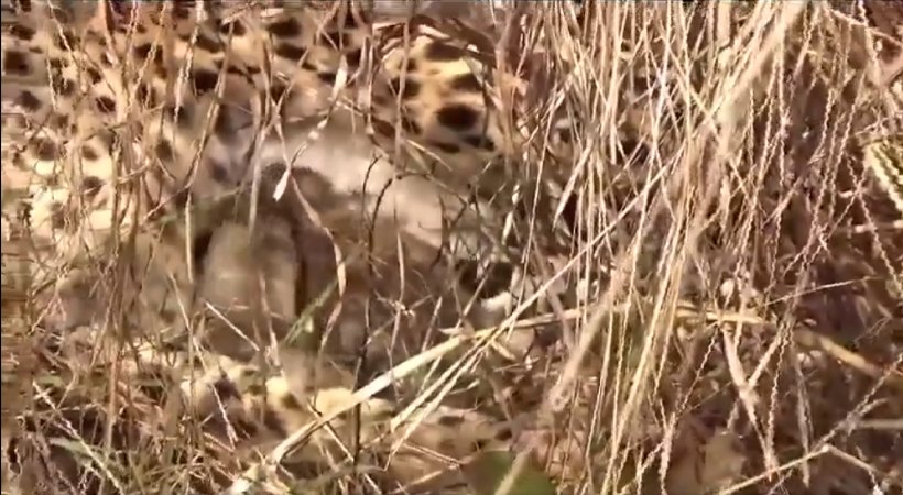 3 Cubs Born To Namibian Cheetah 'Jwala' At Kuno National Park