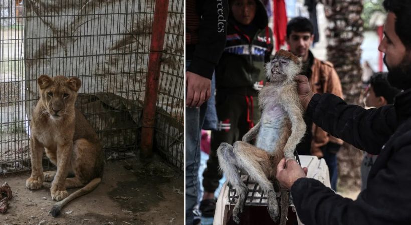 Animals in Gaza facing starve after Isreal Palestine conflict