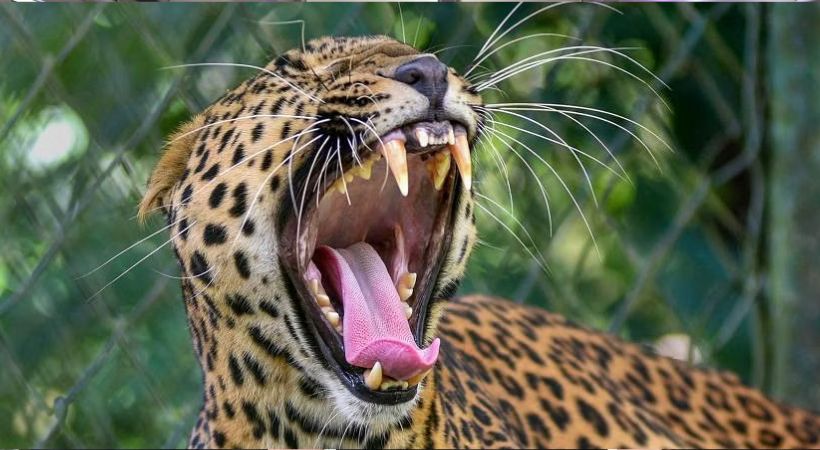 Leopard trapped in cage Panthallur
