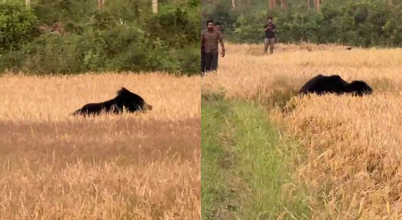 Bear attack in Wayanad Vellamunda