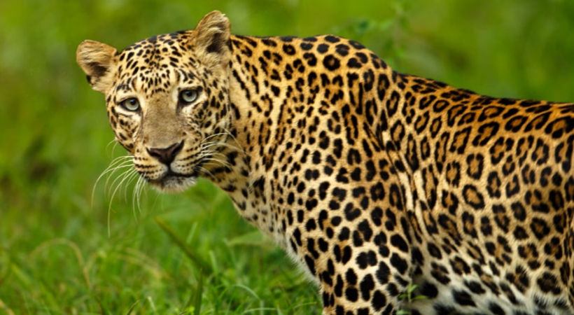 leopard in attappadi cow attacked
