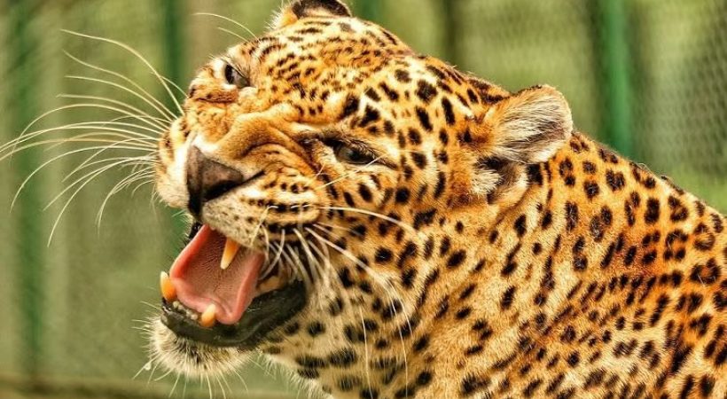 leopard killed 3-year-old girl in Nilgiri