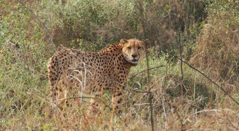 one cheetah death kuno national park