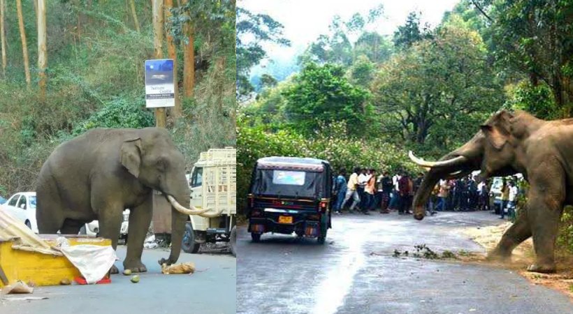48.85 crore for mitigation of human-wildlife conflict