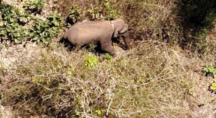 Karnataka forest dept on Belur Makhna