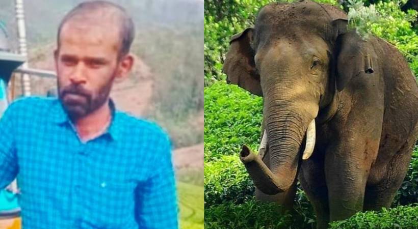 munnar wild elephant attack suresh kumar family gets 10 lakhs compensation