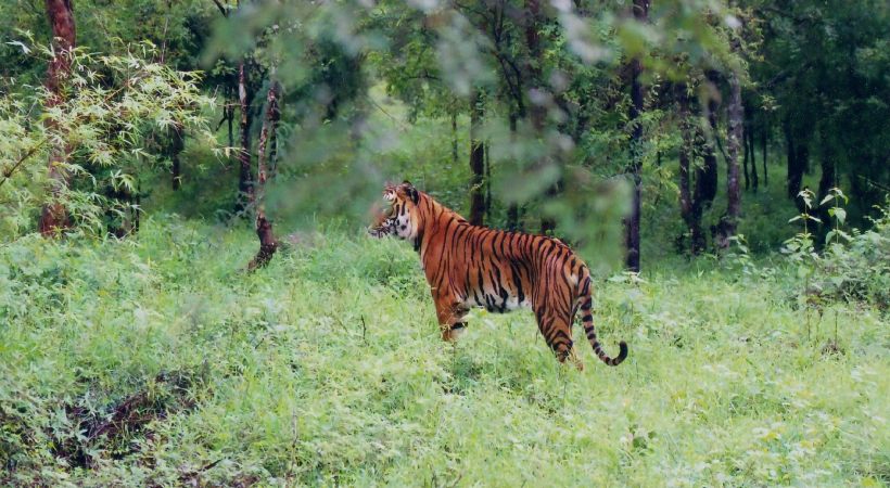 Search continues for tiger in Pulpalli