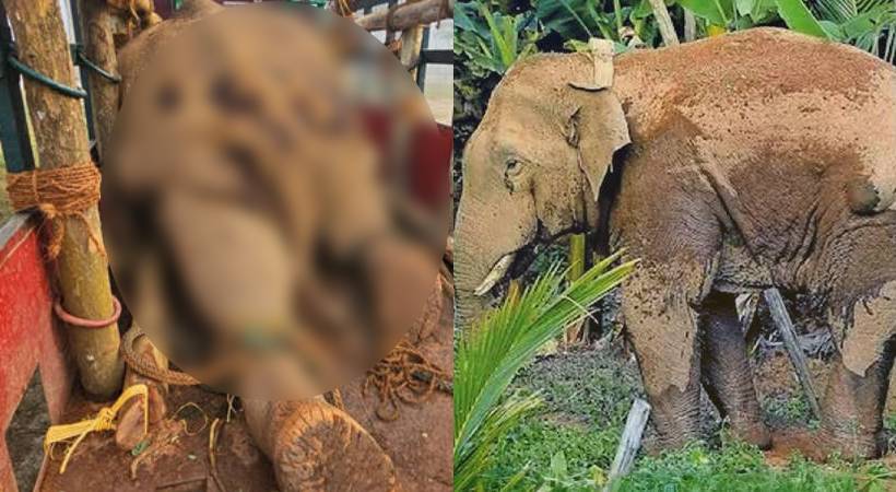 Thanneer komban pellets attack