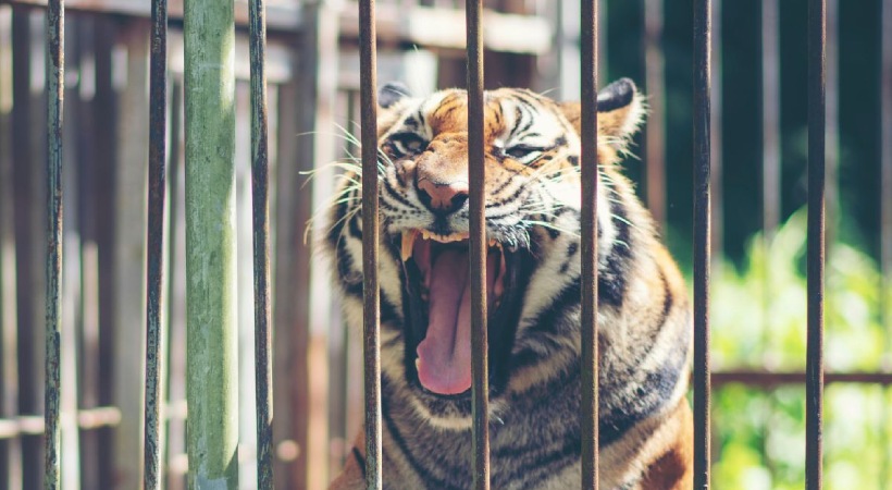 Tiger in a cage that terrorized Mullankolli